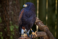 2013 Jan - Raptor Center, NC