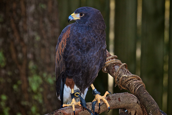 Harris Hawk