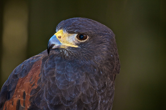 Harris Hawk