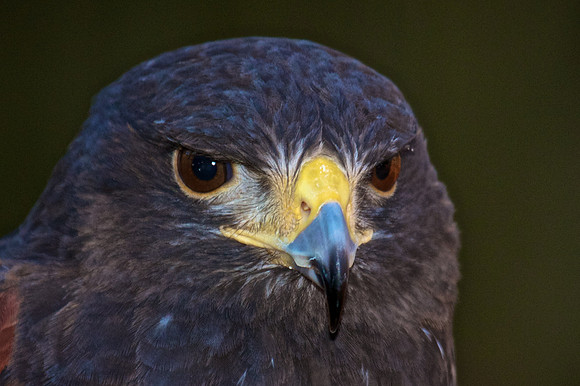 Harris Hawk