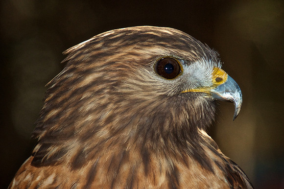 Red-Shouldered Hawk