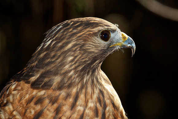 Red-Shouldered Hawk