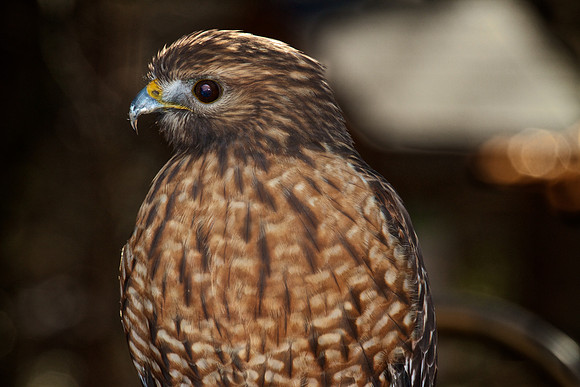 Red-Shouldered Hawk