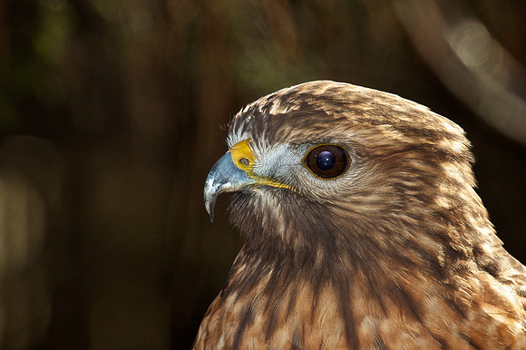 Red-Shouldered Hawk