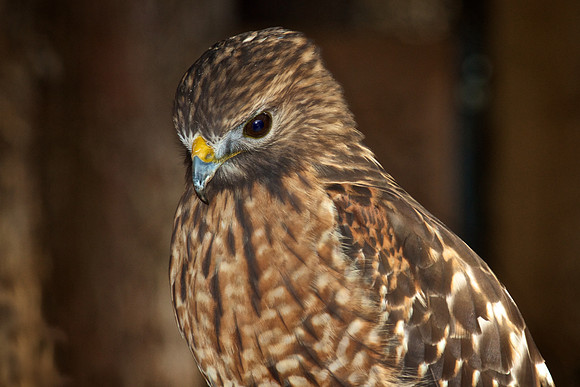 Red-Shouldered Hawk