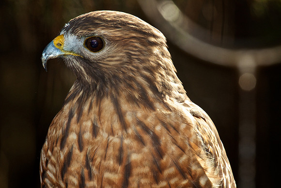 Red-Shouldered Hawk