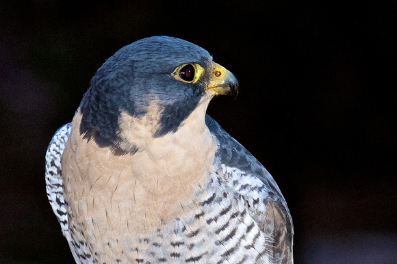 Peregrine Falcon