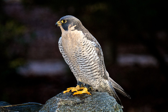 Peregrine Falcon