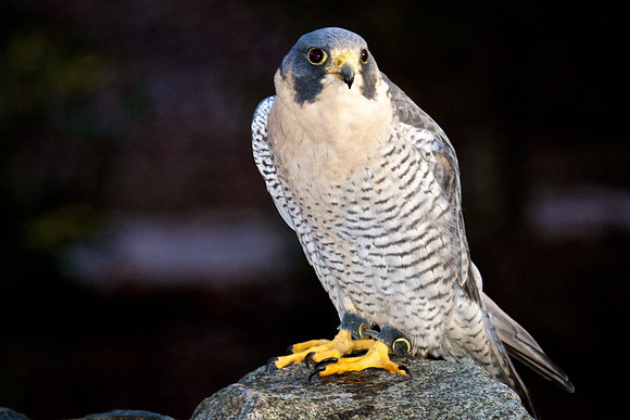 Peregrine Falcon