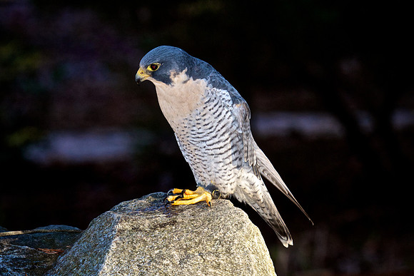 Peregrine Falcon