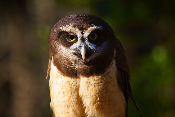 Spectacled Owl