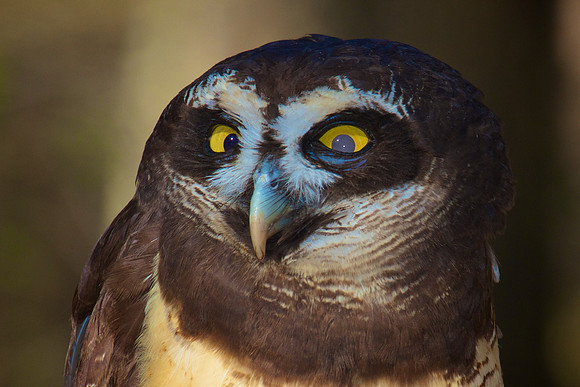 Spectacled Owl