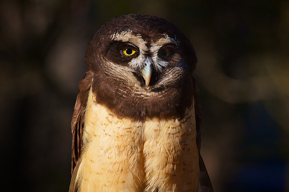 Spectacled Owl