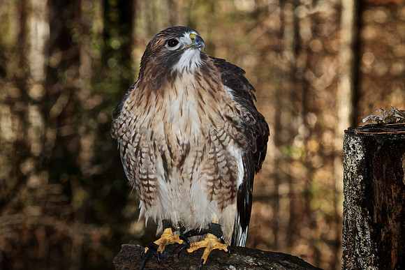 Red-Tailed Hawk