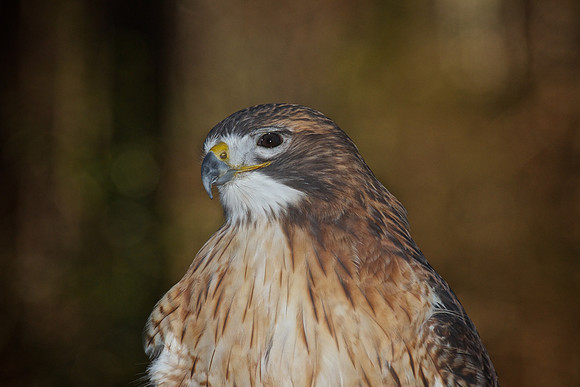 Red-Tailed Hawk