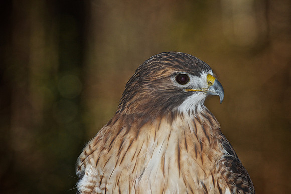 Red-Tailed Hawk