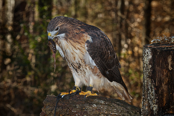 Red-Tailed Hawk