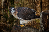 2013 Jan - Raptor Center, NC