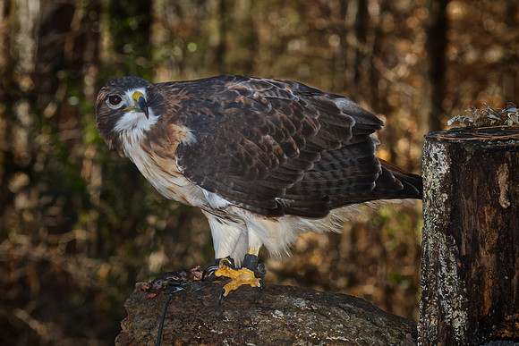 Red-Tailed Hawk