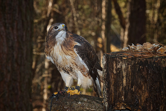 Red-Tailed Hawk