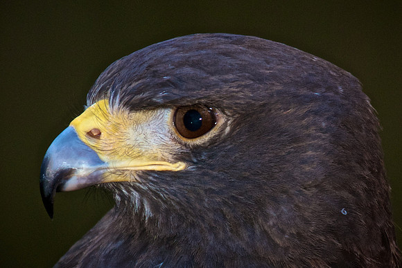 Harris Hawk
