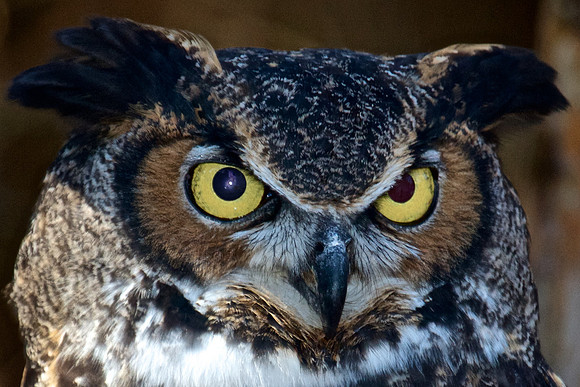 Great Horned Owl
