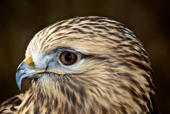 Rough-Legged Hawk