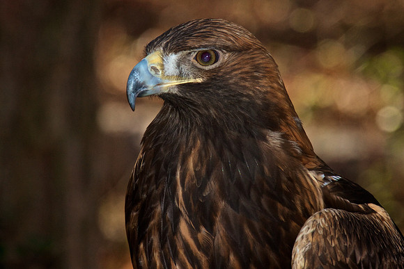 Golden Eagle