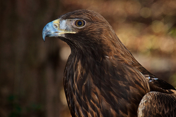 Golden Eagle