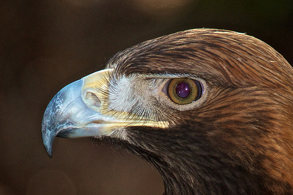 Golden Eagle