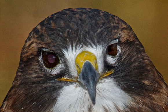 Red-Tailed Hawk