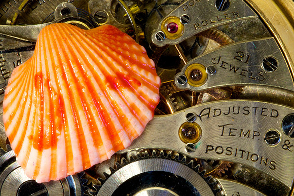 Macro Photography