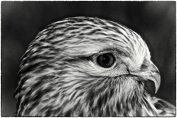 Rough-Legged Hawk
