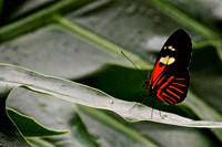 2013 Jan - Butterflies