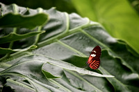 2013 Jan - Butterflies