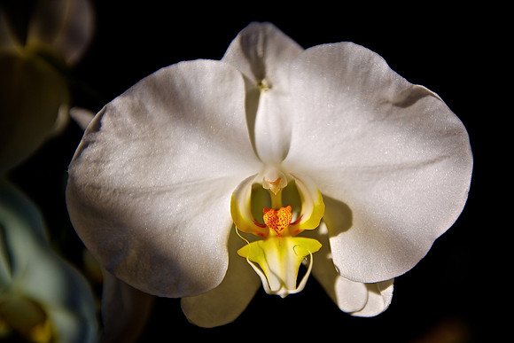 Andrea's and Brian's Orchid - 120510