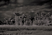 2026 Apl - Florida in B&W