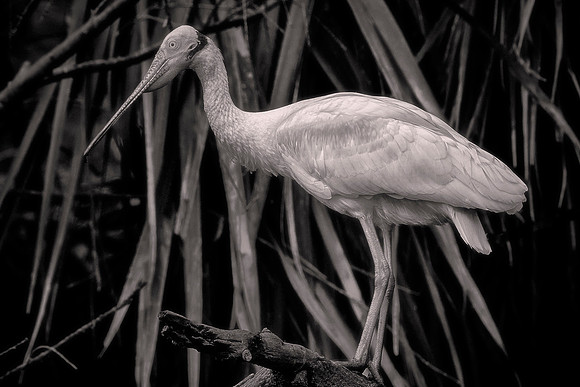 Roseate Spoonbill, St. Johns county, Florida