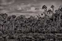 2026 Apl - Florida in B&W