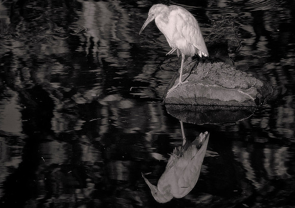 Snowy Egret, St. Johns county, Florida