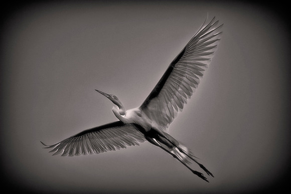 Great Egret, St. Johns county, Florida