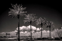 2026 Apl - Florida in B&W