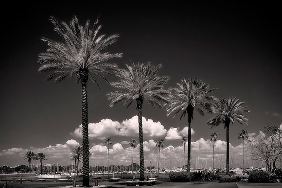 The South Yacht Basin from the Salvador Dalí Museum, St. Petersburg, Florida.