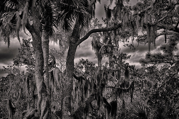 Backroads of Volusia County, Florida