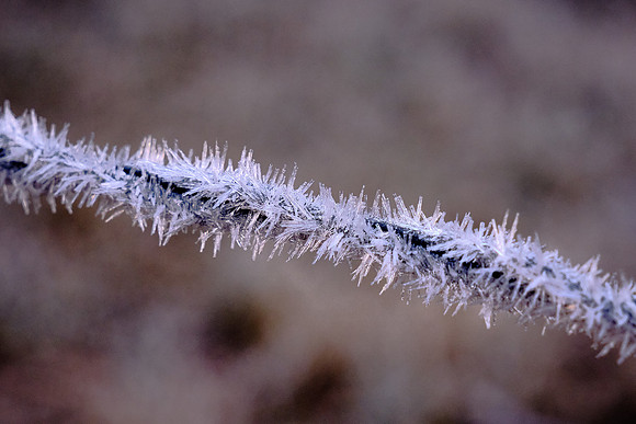 Hoarfrost forms when moisture in the air skips the water droplet stage and sublimates directly as ice crystals on an object.