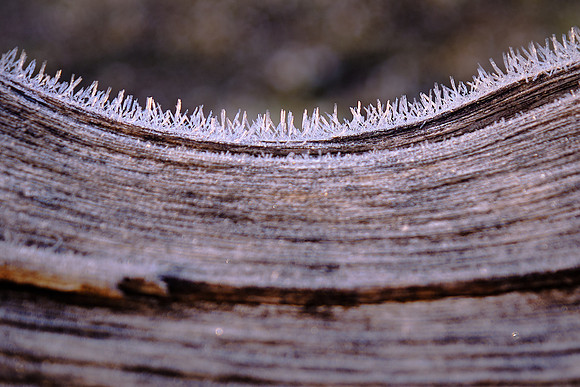 Early morning hoarfrost.