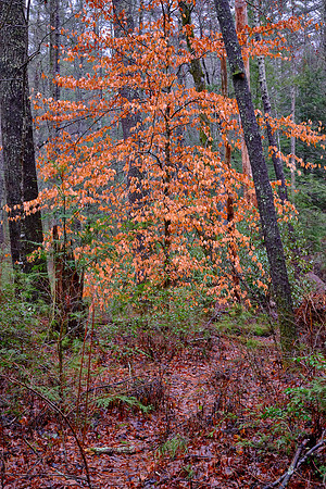 The American beech tree is a distinctive and elegant forest tree throughout eastern North America.