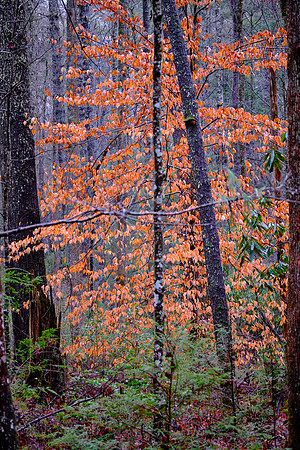 The handsome foliage of the beech develops a golden bronze color in the fall.