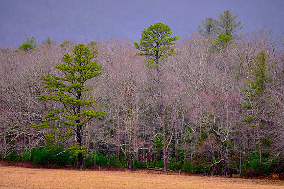 On the loop road in Cades Cove, Great Smoky Mountains National Park.