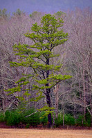 2023 Jan - Great Smoky Mountains National Park